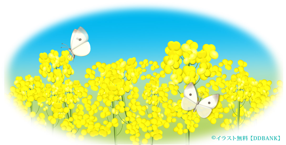 菜の花と紋白蝶 イラスト無料ddbank